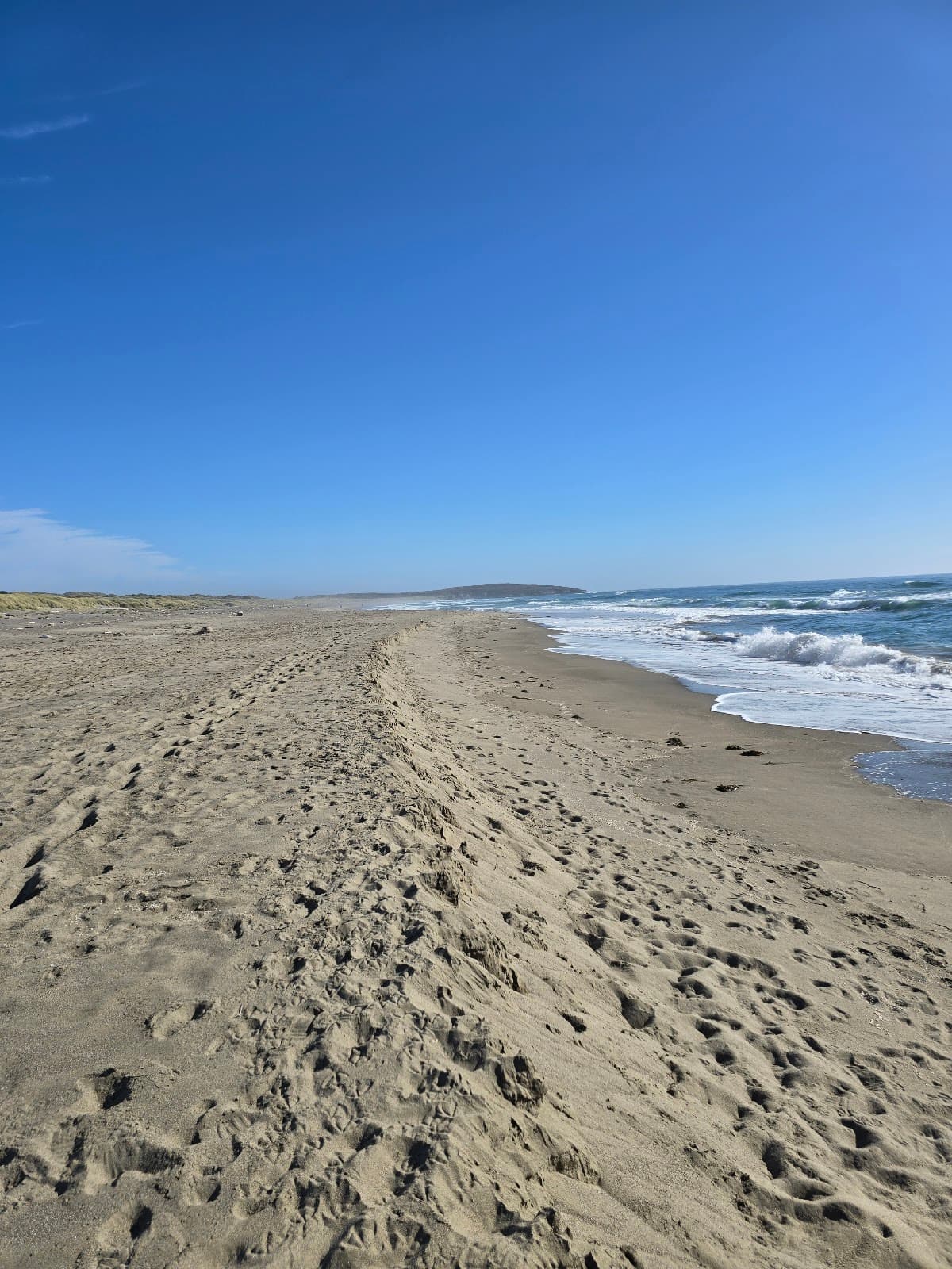 Bodega Dunes Campground — photo 4