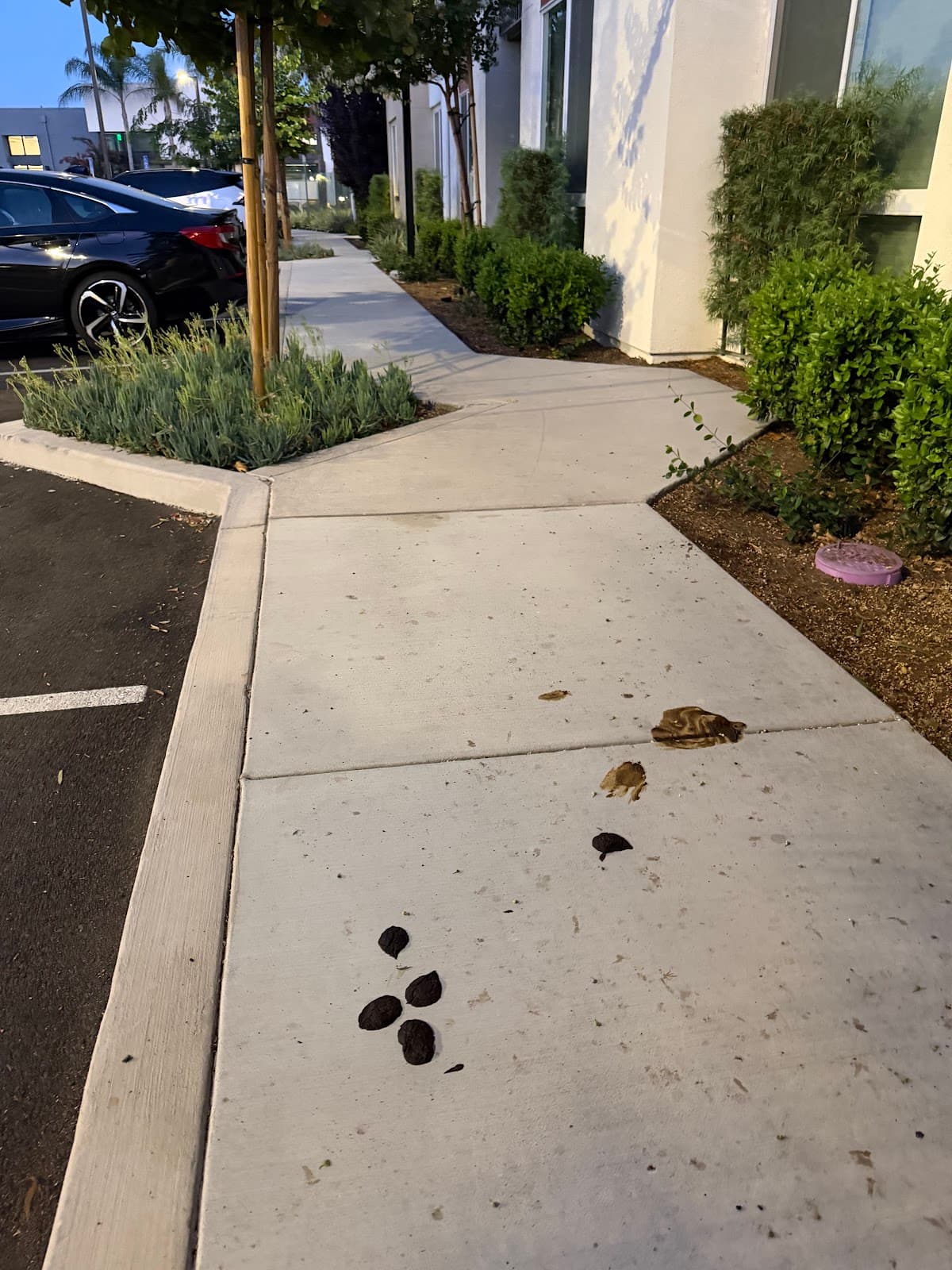 Marlowe Temecula — photo 5