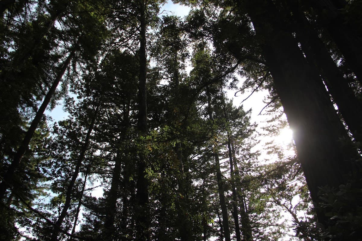 Santa Cruz Mountains — photo 3